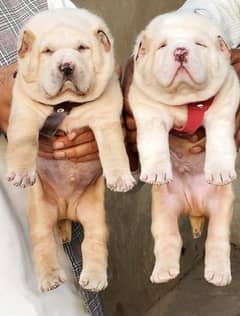 alabai security Dog 2 month pair for sale heavy bone