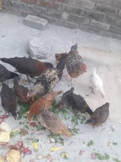 hens murgi