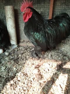 bantam