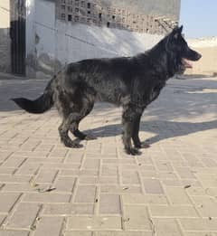 Black shepherd long coat female