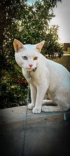 Rare 4-Month-Old Khao Manee Kitten with Heterochromia