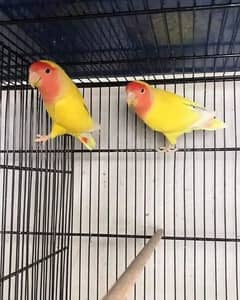 Love birds