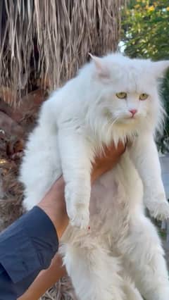 persian cat