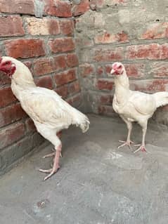 Heera Pair For urgent sale