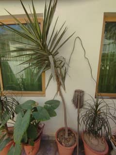 Different Species of Plants For Sale