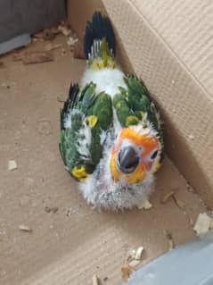 Sun conure high red factor 2 chicks age 2 months