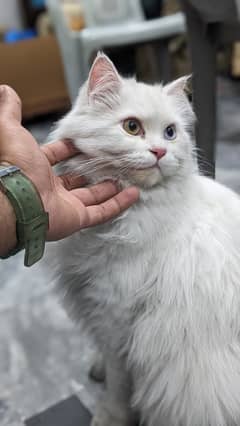 Persian Cats pair