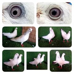 tedi/ zery/ gplden ,mix pigeon 1500 per pic