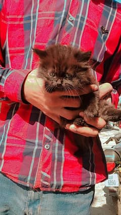 Persian kitten triple coat for sale health and good active