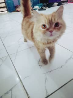 Golden Persian Cat 0*3*1*10*69*659*2