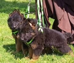 top quality German shepherd long coat puppies