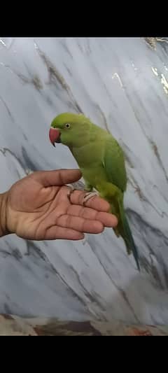 full hand tame parrot female