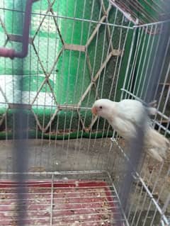 Albino red eye femail 3000 with cage 5000