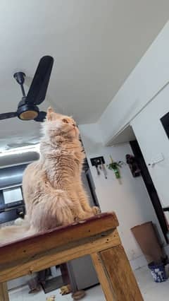 ragdoll face cat