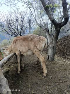 Turkey sheep chaki waly domby