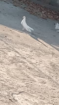 Lakha pigeons