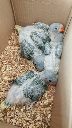 raw parot chick for sale