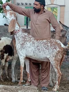 Makhi Chini Confram 3 Month Ki 100 % Gaban Bakri