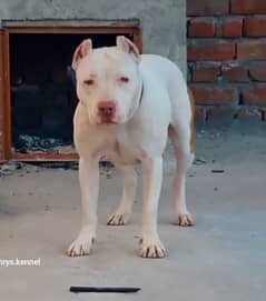 Pitbull Confirm breeder Female available