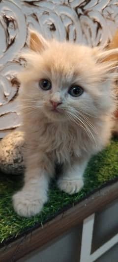 male persien kitten fawn colour