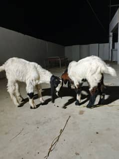 dono bakra for sale