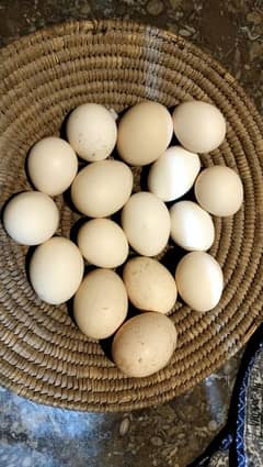 Heera aseal paper white eggs sale defence phase 2