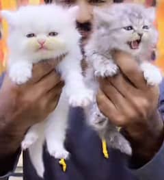 Persian triple coated punch face kittens03463649736 WhatsApp