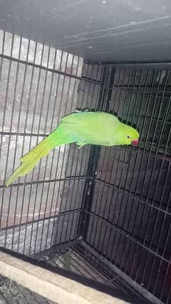 Green Parrot Breeder Female