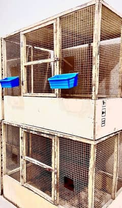 cages for Aseel rooster chicks etc