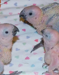 Green Cheek Conure Babies for Hand feeding