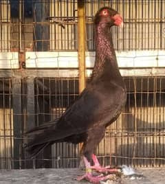 danish pigeon    fancy pigeon