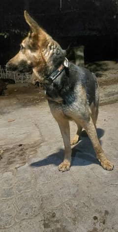 german shepherd female for sale in cheap price