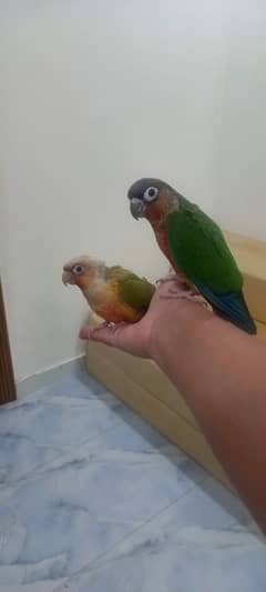 Extreme Red factor Pineapple & green cheeked conure with cage