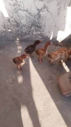 pakoi madi with chicks