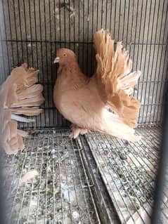 Amercian fantail   fancy pigeons