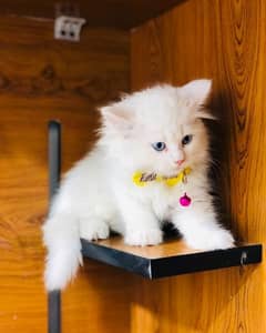 Persian Kitten available 03439277208 Contact Me On WhatsApp Number