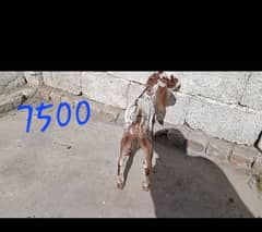 goat baby makhi cheni female kid MASHALLAH healthy and active