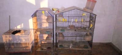 parrot n cage sale