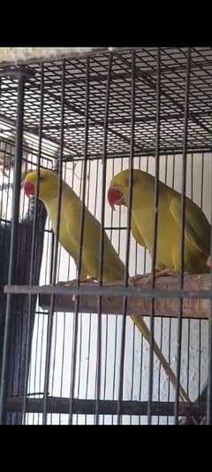 Yellow Ringneck Breedar Pair 0317-2151409