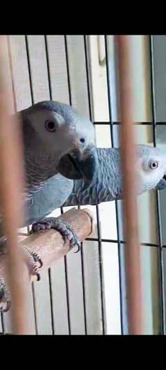 African Grey Parrot Breedar Pair 0317-2151409