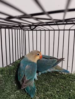 Parblue fisher lovebird ficher fishri love bird parrot not split ino