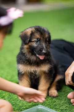 German shepherd Long Coat Male & Female puppy 03287625932WhatsApp