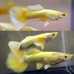 Guppy Adult pairs , Betta Fish Piece available