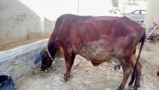 cow for sale