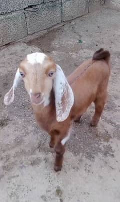 Goat with one Female baby.