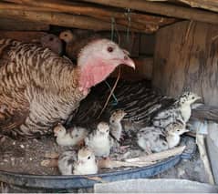 turkey chick and breeder pair available