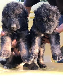 German shepherd puppies male female