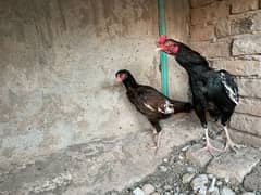 Aseel mushka male pair for sale