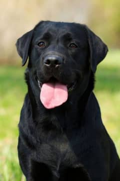 Black labara American breed