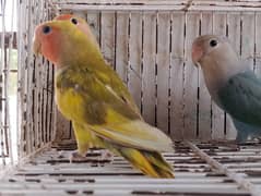 COLOURS LOVE BIRDS